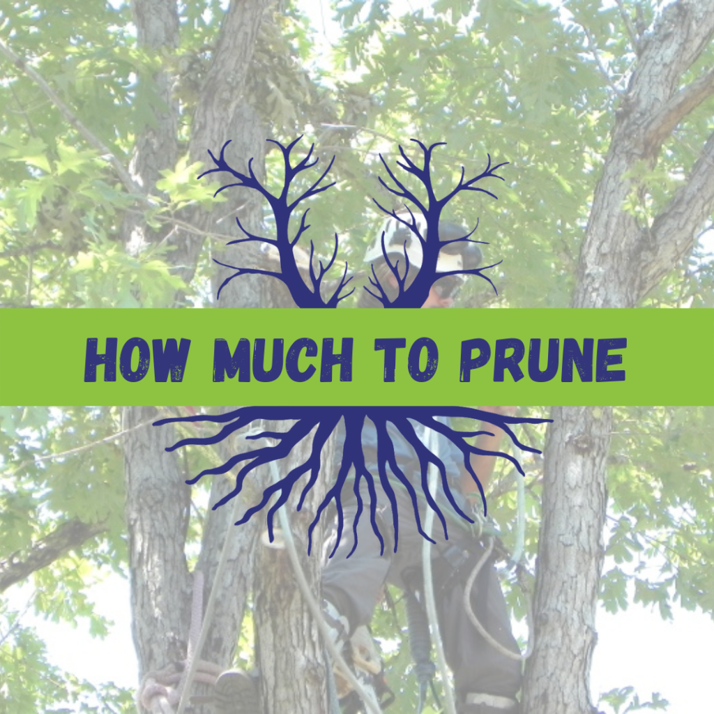 Tree Climbers Tree Services