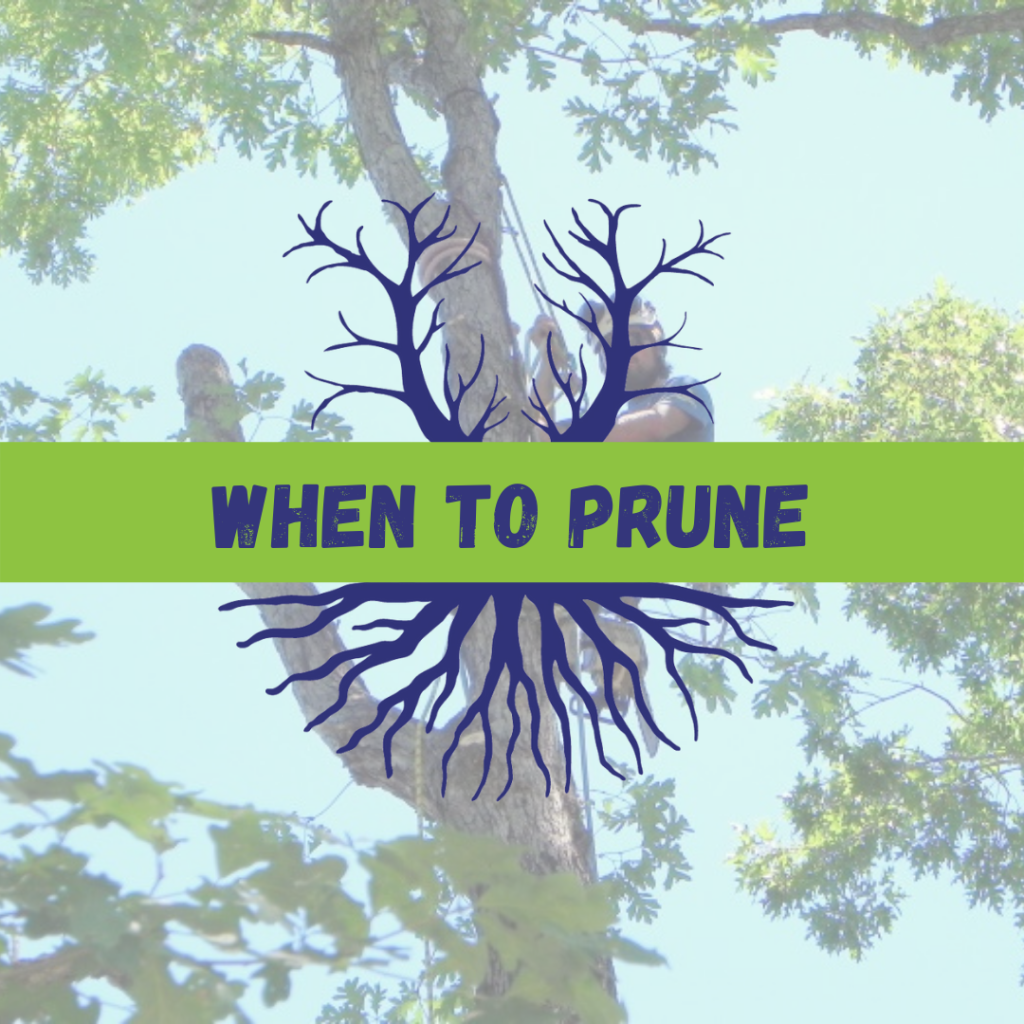 Tree Climbers Tree Services