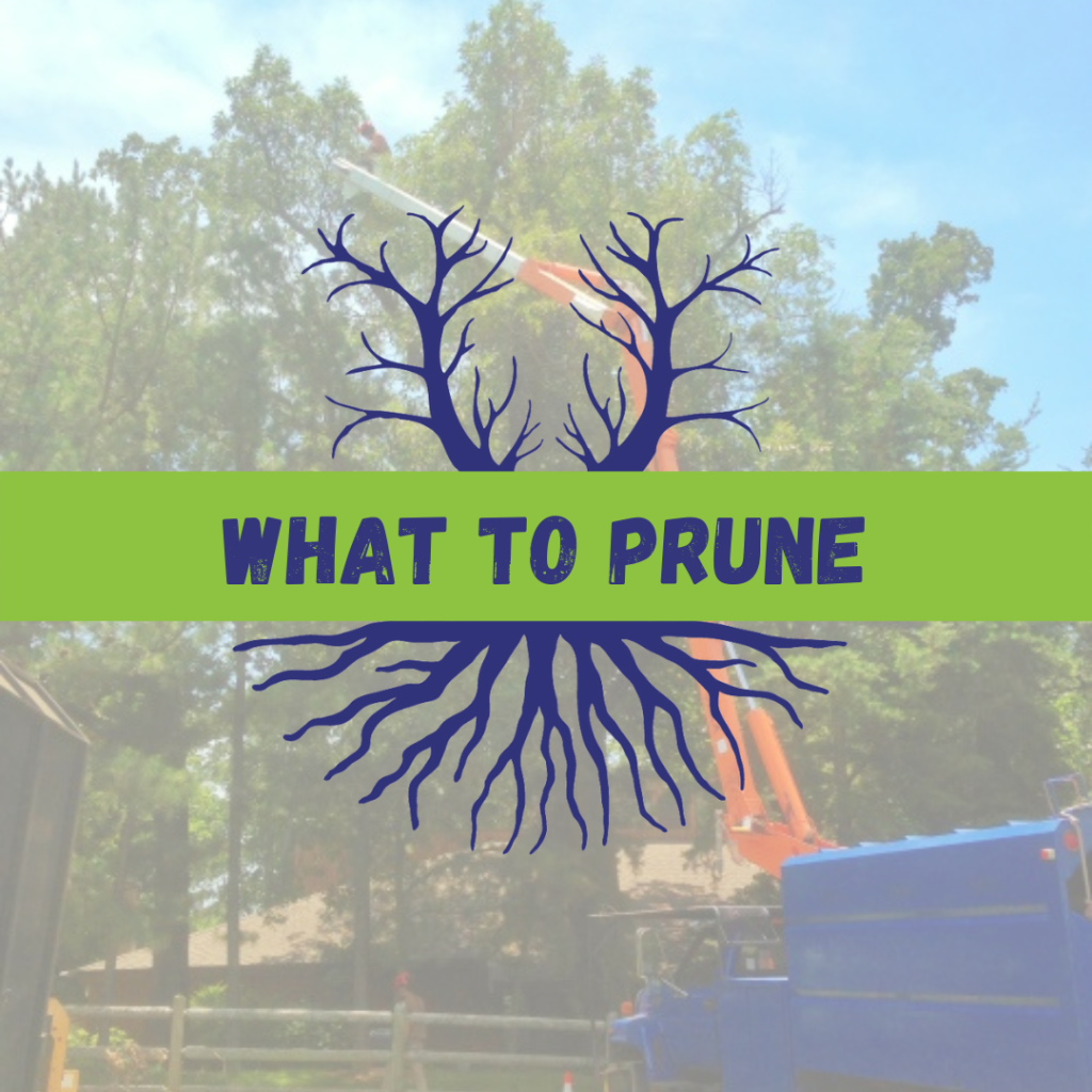 Tree Climbers Tree Services