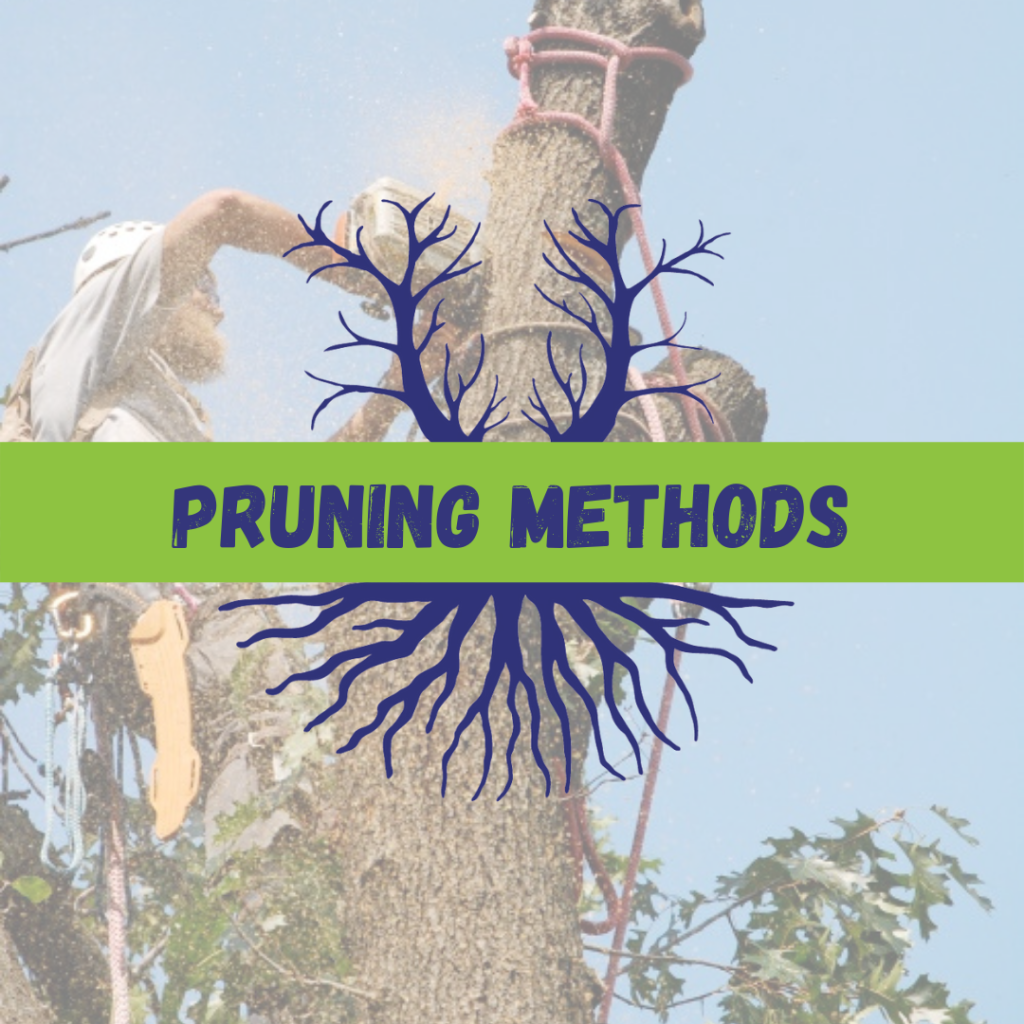 Tree Climbers Tree Services