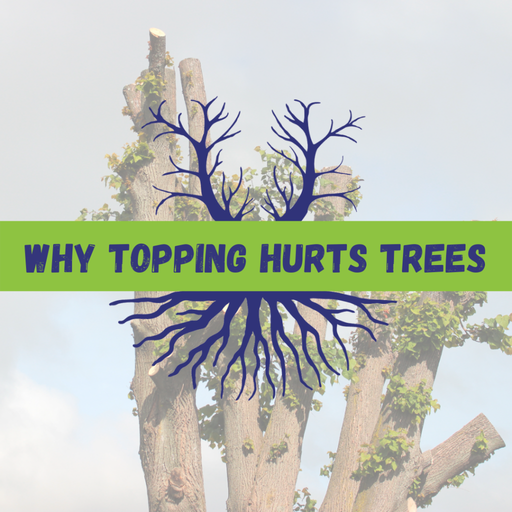 Tree Climbers Tree Services