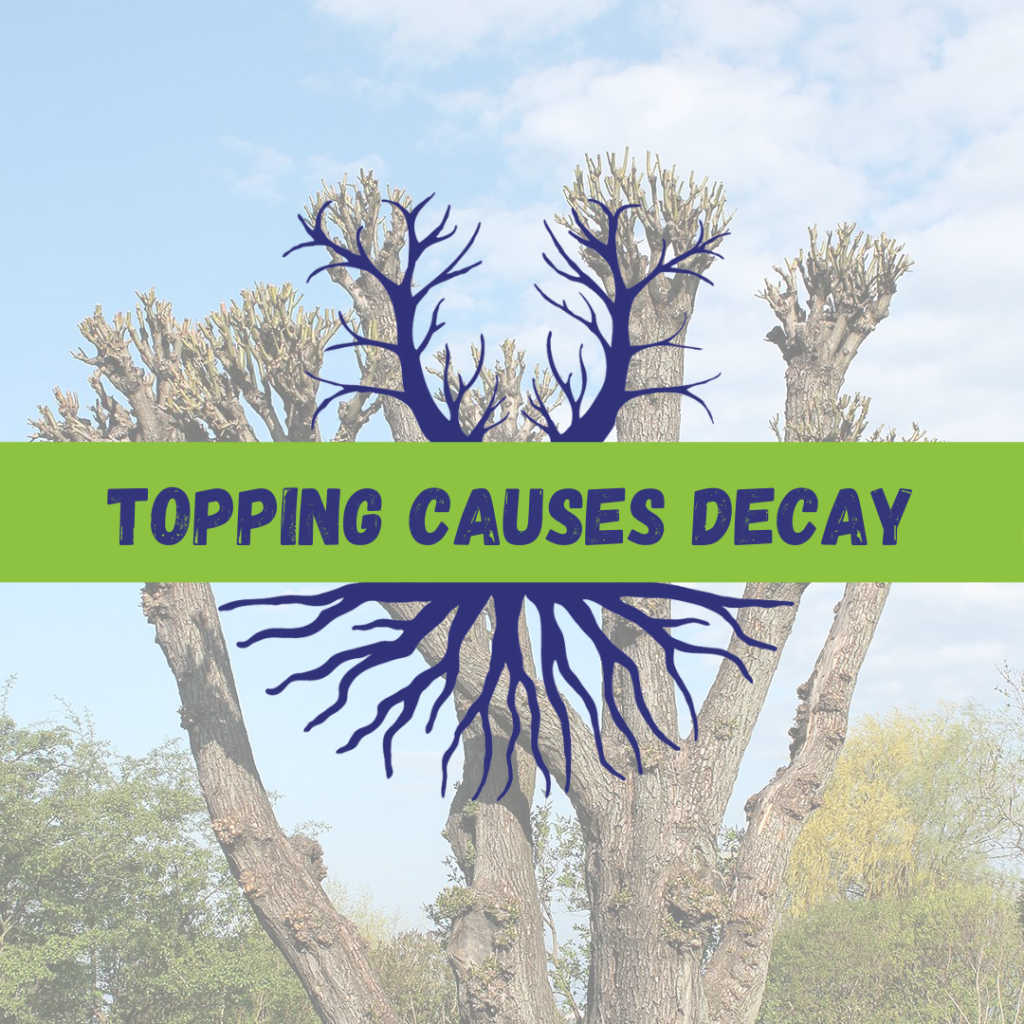 Tree Climbers Tree Services