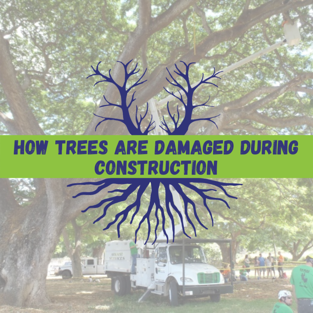 Tree Climbers Tree Services