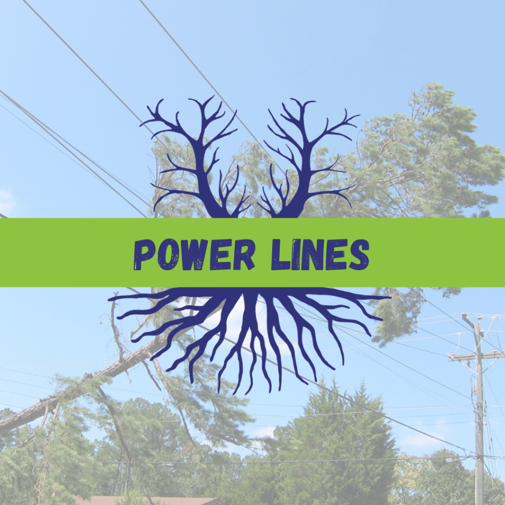 Tree Climbers Tree Services