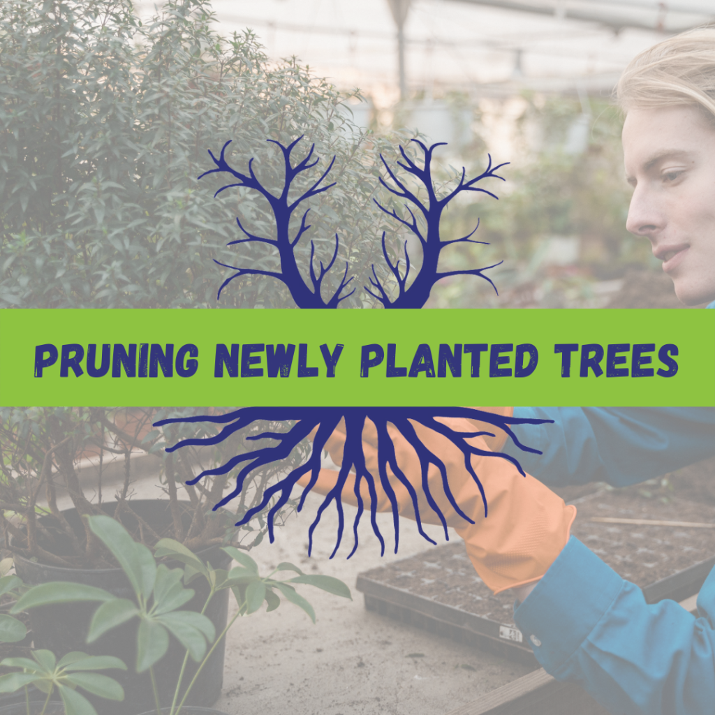 Tree Climbers Tree Services