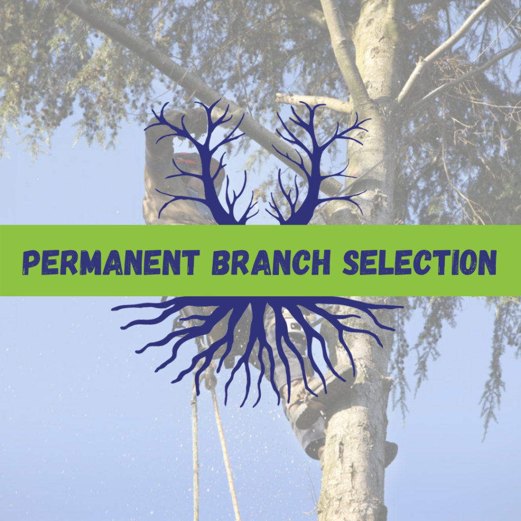 Tree Climbers Tree Services