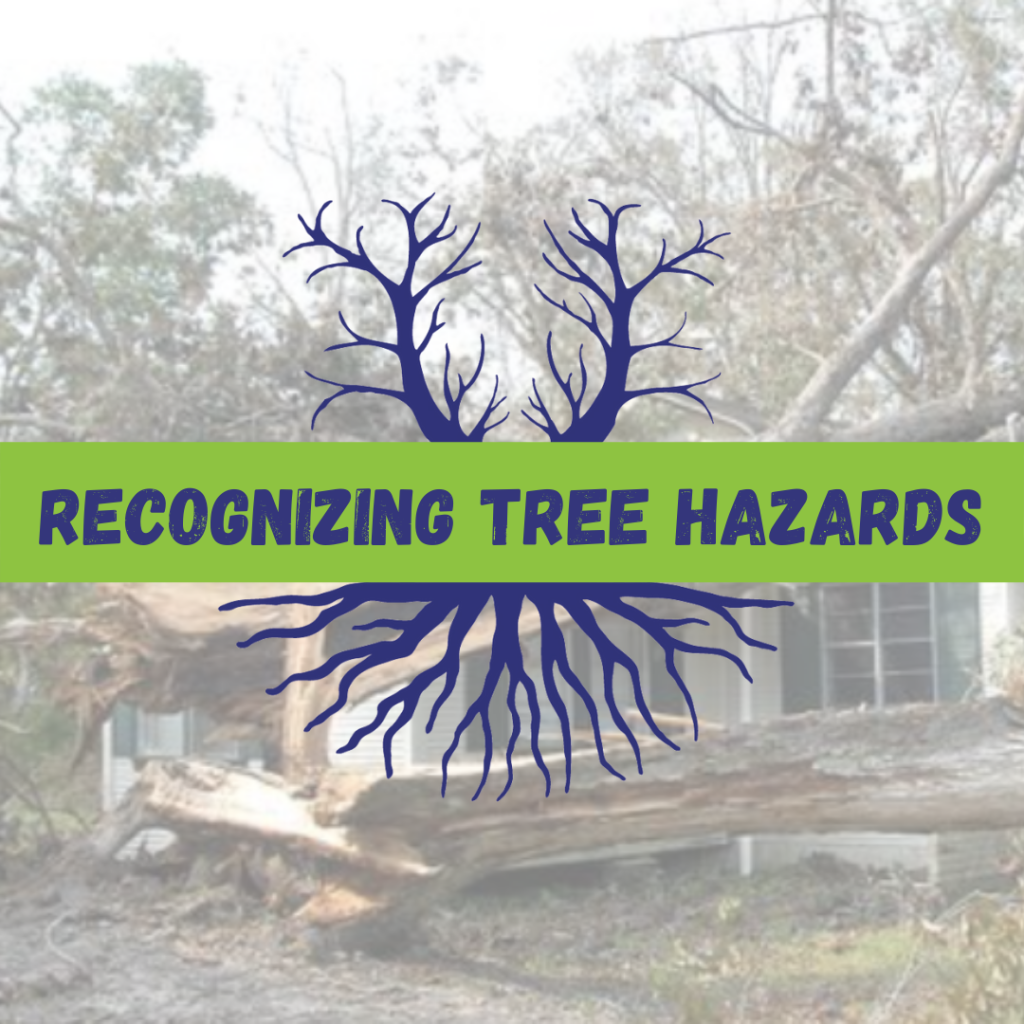 Tree Climbers Tree Services