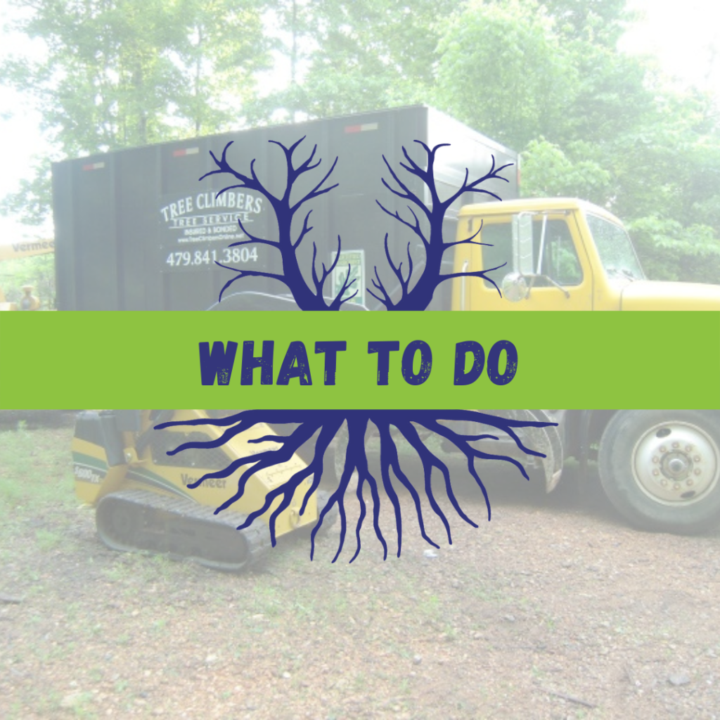 Tree Climbers Tree Services