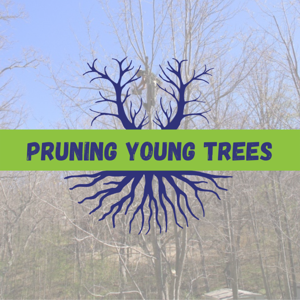 Tree Climbers Tree Services