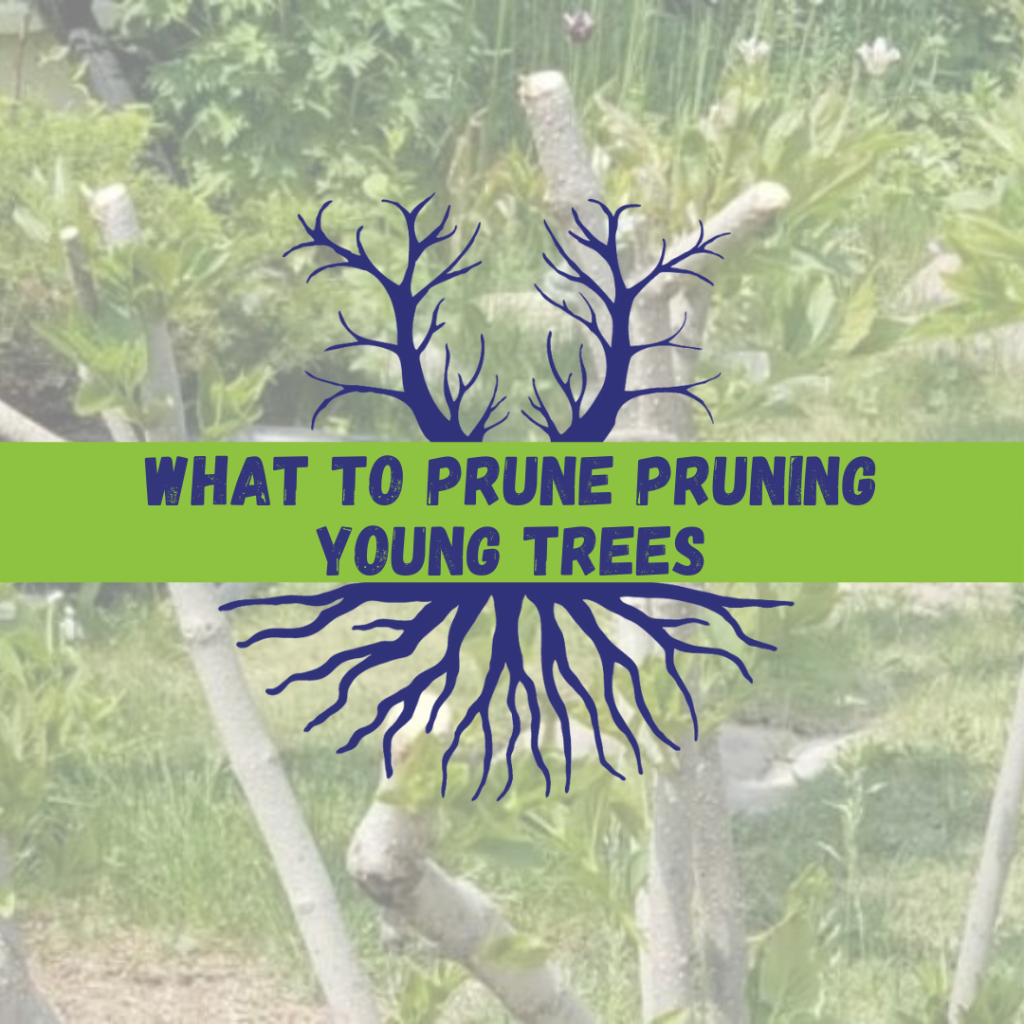 Tree Climbers Tree Services