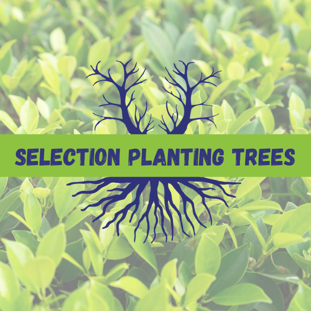 Tree Climbers Tree Services