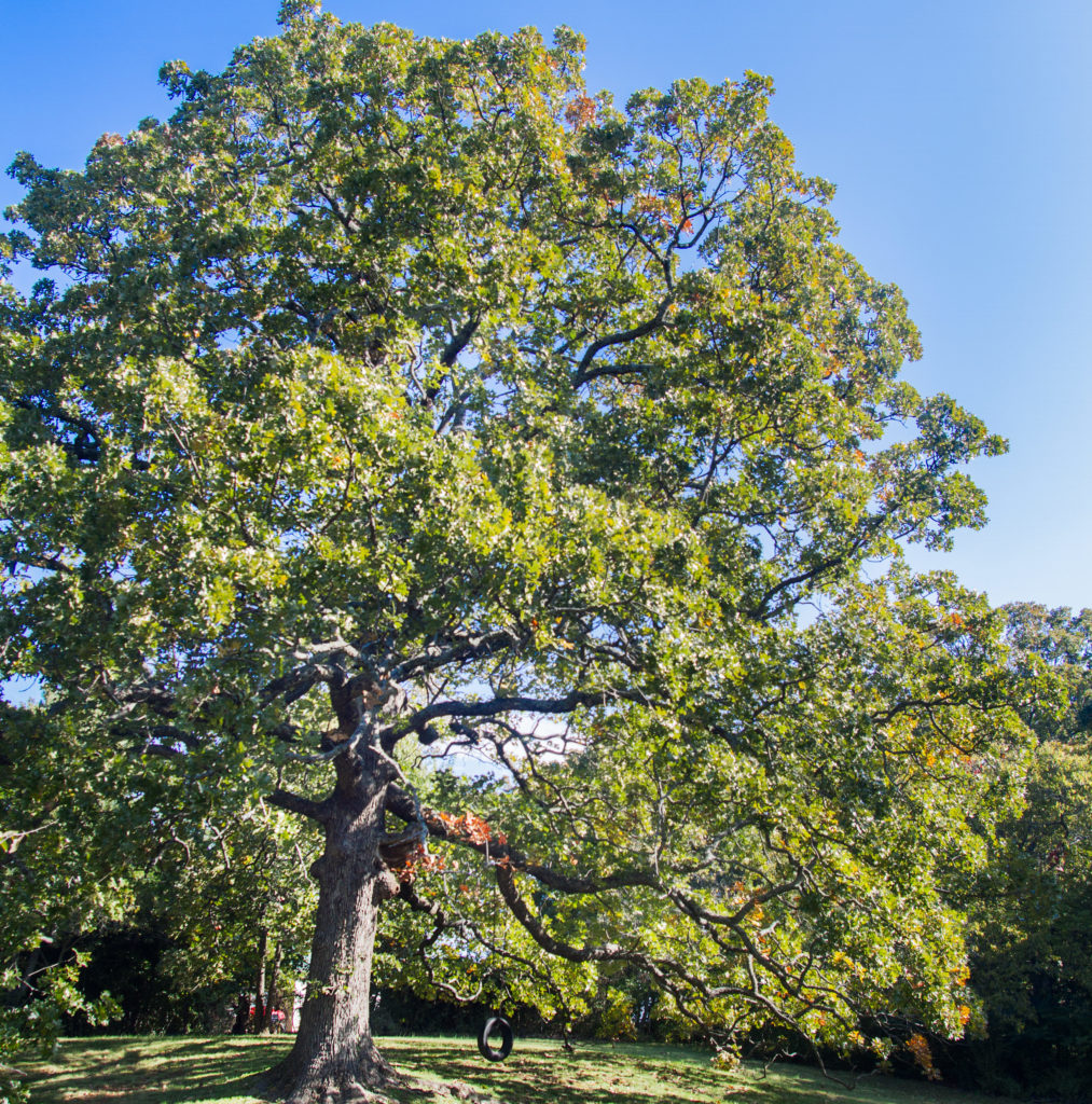 Tree Climbers Tree Services