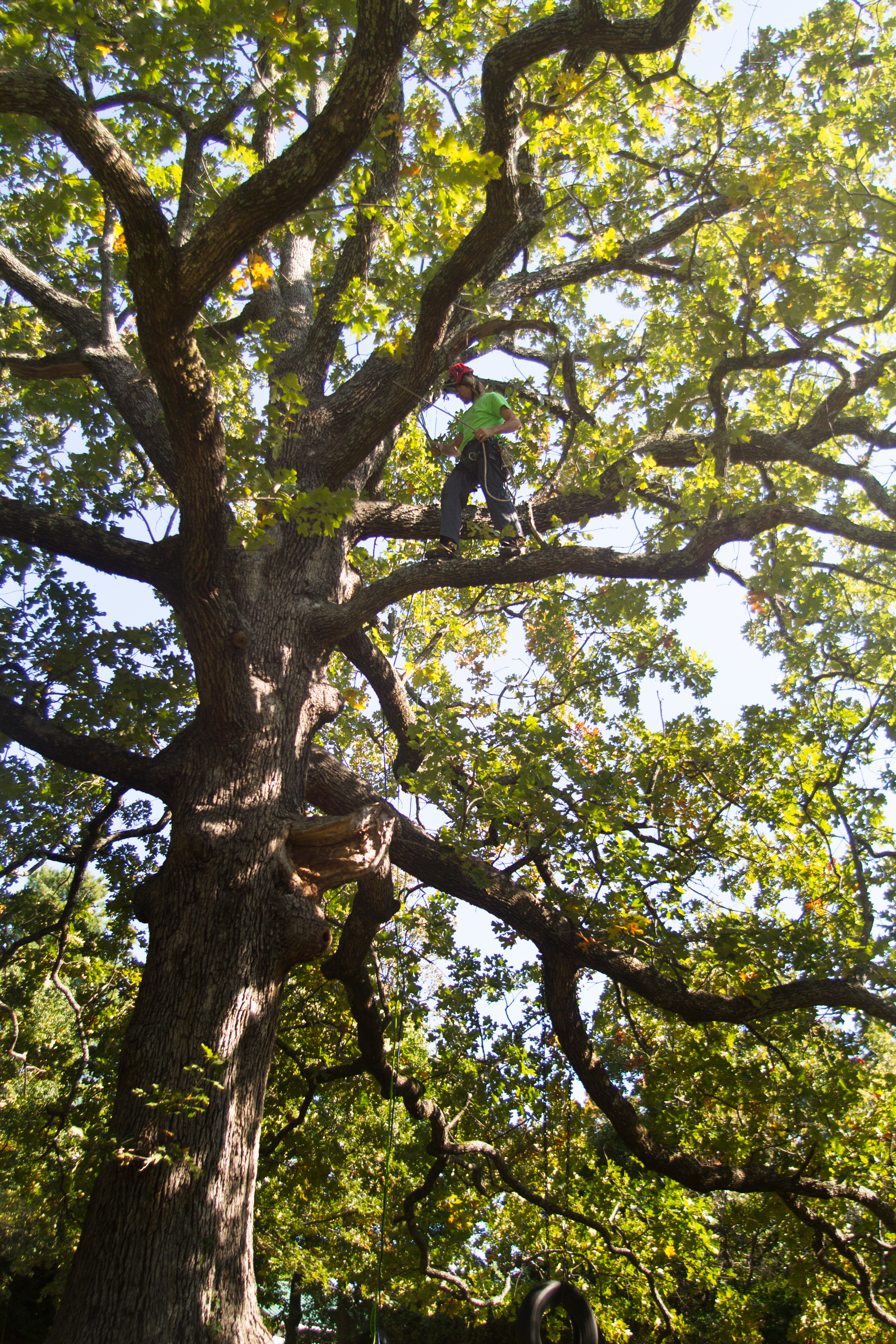 Tree Climbers Tree Services