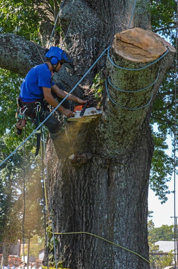 Tree Climbers Tree Services