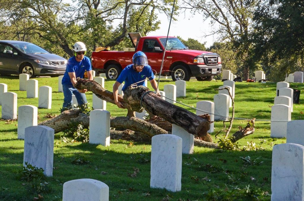 Tree Climbers Tree Services