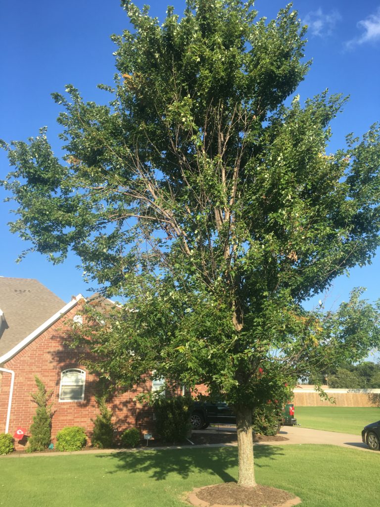 Tree Climbers Tree Services