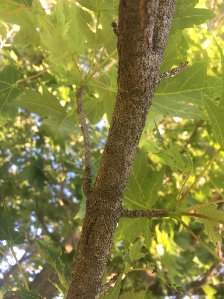 Maple Gloomy Scale - Tree Climbers Tree Services