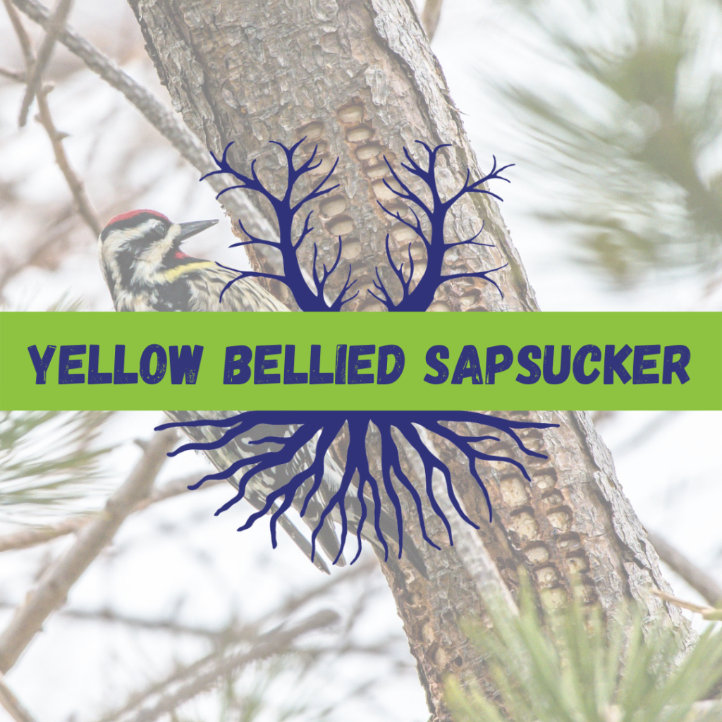 Tree Climbers Tree Services