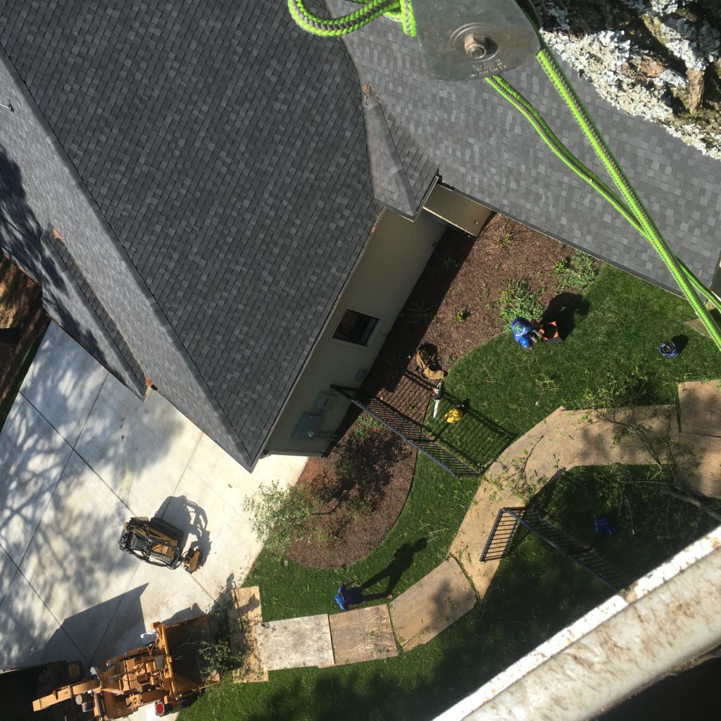 Tree Climbers Tree Care Fayetteville AR