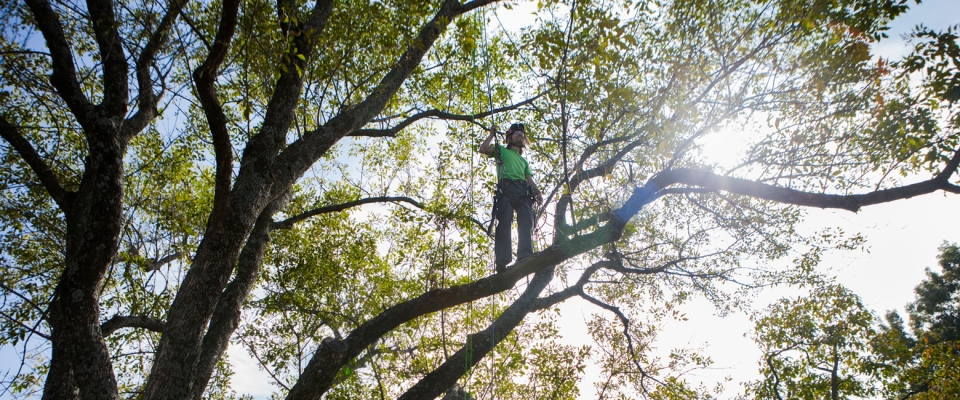 Tree Climbers Tree Care Fayetteville AR
