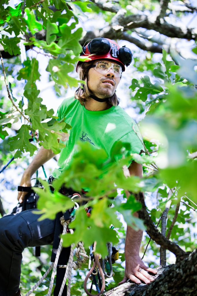 Tree Climbers Tree Care Fayetteville AR